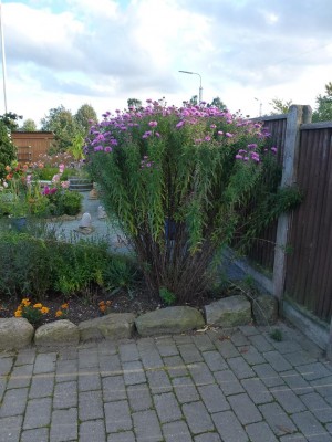 asters novae angliae